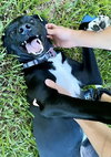Bella - Photo 3