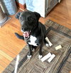 Bella - Photo 4