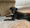 Bella - Photo 9
