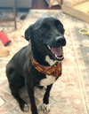 Bella - Photo 5