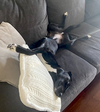 Bella - Photo 6