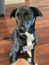 Bella - Photo 7