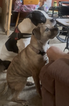 Kalle and Maya - Photo 2