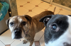 Kalle and Maya - Photo 3