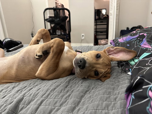 SUNNY - American Pit Bull Terrier / Great Pyrenees available for adoption