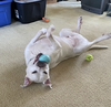 Bucky - Photo 6