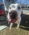 Bucky - Photo 2