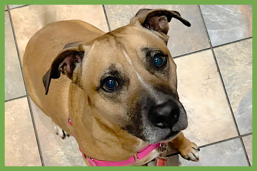 BEANIE - Black Mouth Cur available for adoption