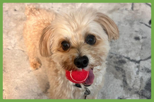 Theo, an adoptable Maltese in Amherst, MA