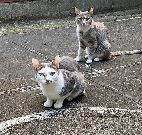 CHICKEN AND PORKCHOP - Domestic Short Hair available for adoption