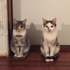 Chicken and Porkchop - Photo 4