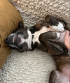 Baby - Photo 4