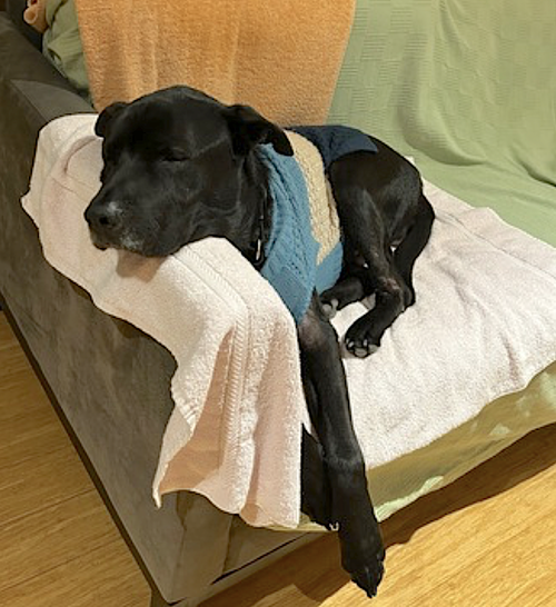 Boogie, photo 6