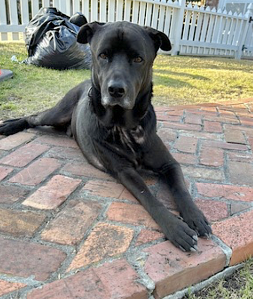 Boogie, photo 7