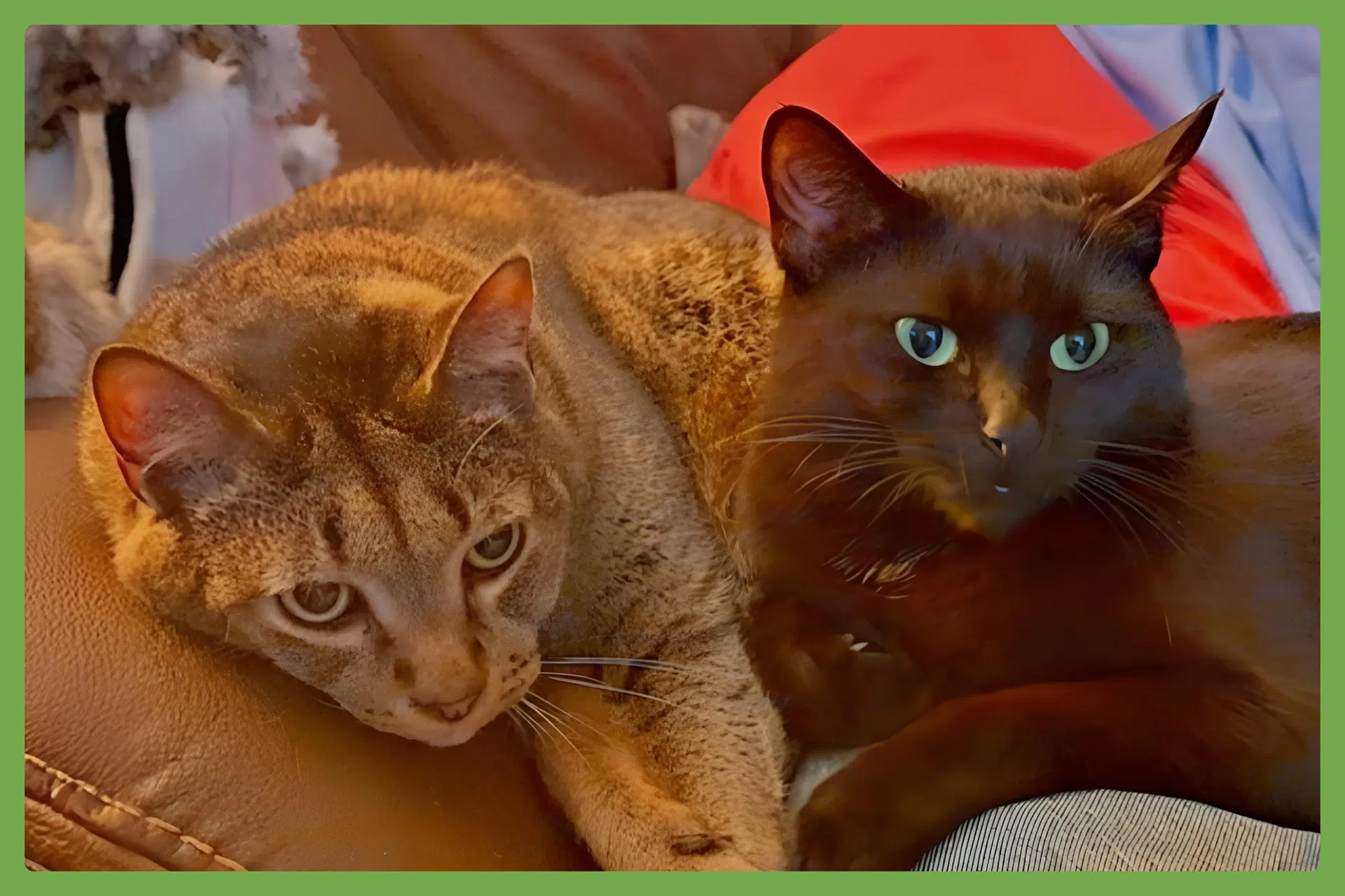 Danny And Lilbit - Domestic Short Hair