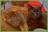 Danny and Lilbit - Photo 1