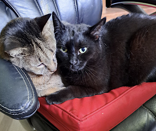 Photo 3 of Danny and Lilbit