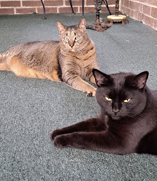 Photo 6 of Danny and Lilbit