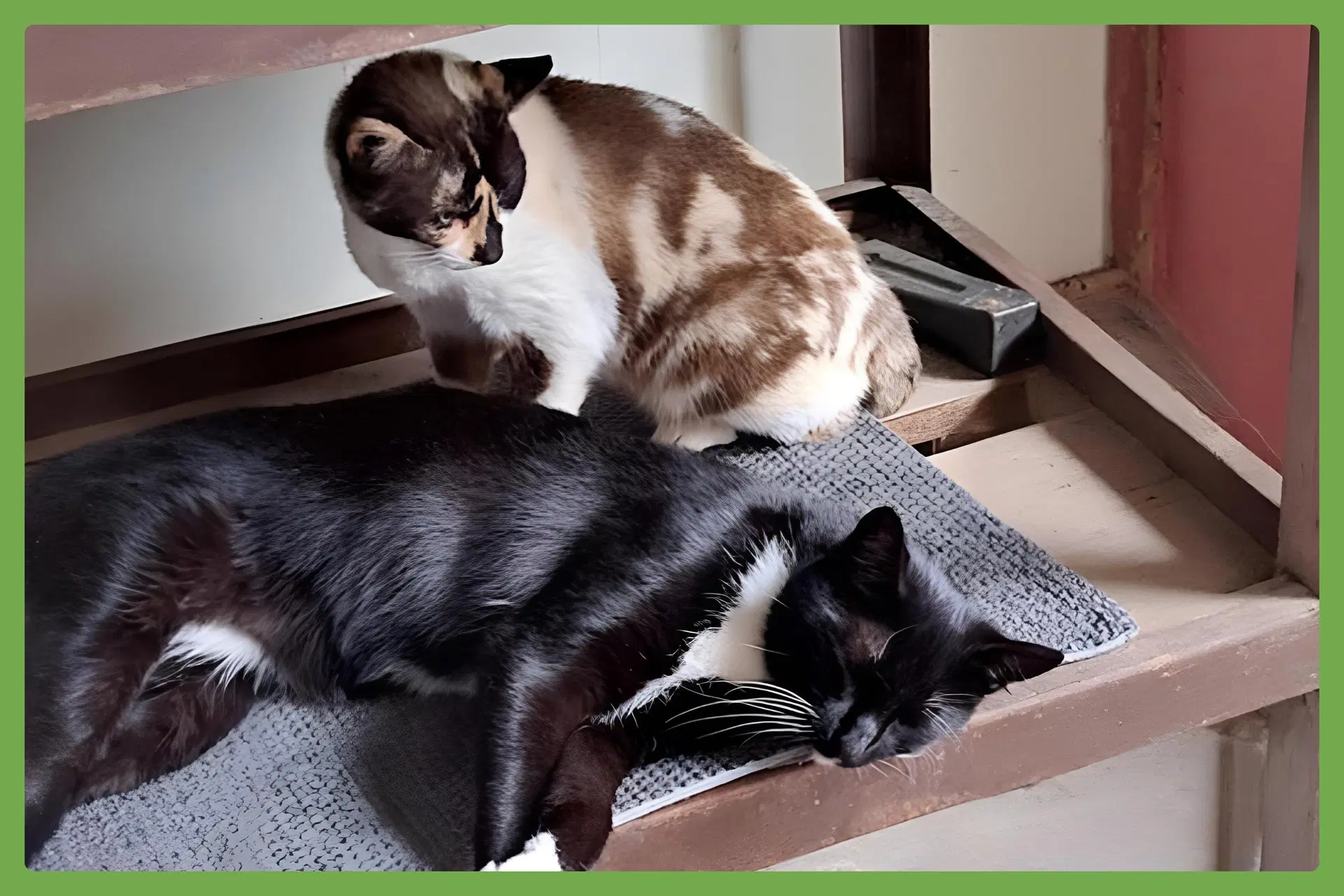 Cali And Tommy - Domestic Short Hair