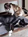 Cali and Tommy - Photo 8