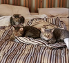 Avery, Cali, and Lexi - Photo 6