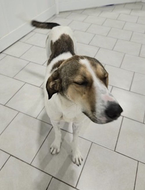 JIMMY - Hound / Labrador Retriever available for adoption