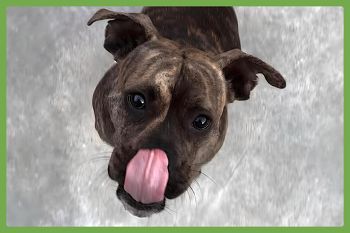 BLU - Boxer / American Pit Bull Terrier available for adoption