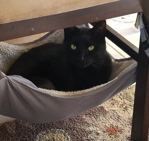 BARRY - Domestic Short Hair available for adoption