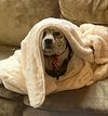 Coco - Photo 3