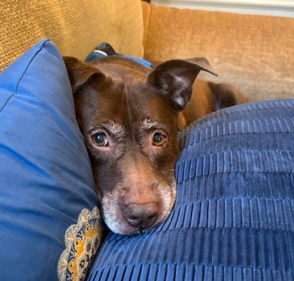 CHOCOLATE - Labrador Retriever / American Staffordshire Terrier available for adoption