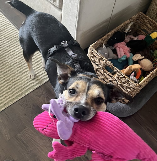 KOKO - Hound / Australian Cattle Dog/Blue Heeler available for adoption