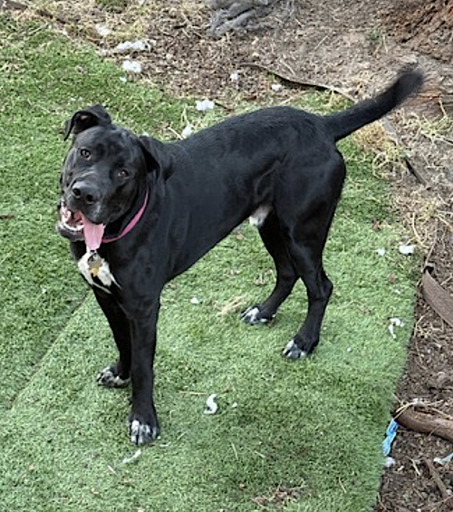 STORM - Great Dane / Cane Corso Mastiff available for adoption