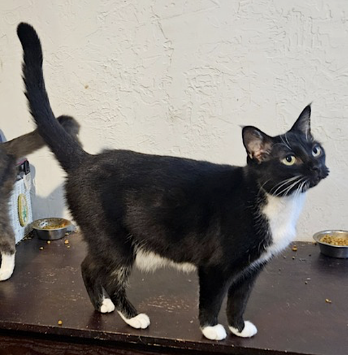 LOLA - Domestic Short Hair available for adoption