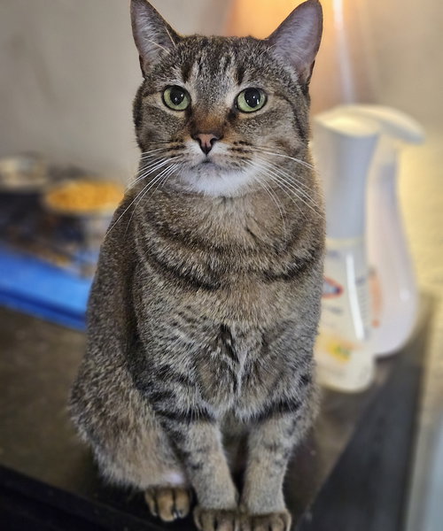 COCO - Domestic Short Hair available for adoption
