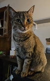 Coco - Photo 3