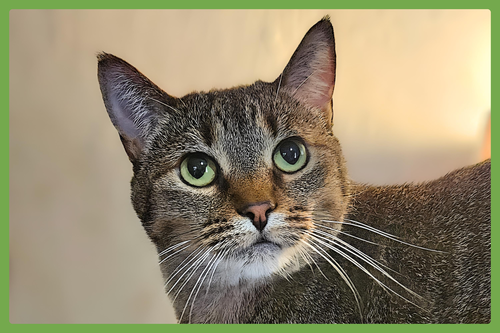 COCO - Domestic Short Hair available for adoption
