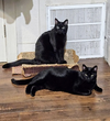 Charlie and Peanut - Photo 5