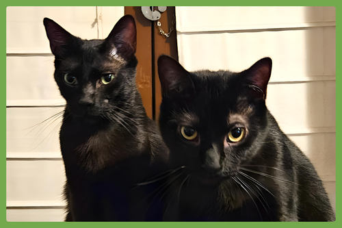 CHARLIE AND PEANUT - Domestic Short Hair available for adoption