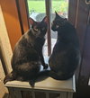 Charlie and Peanut - Photo 2