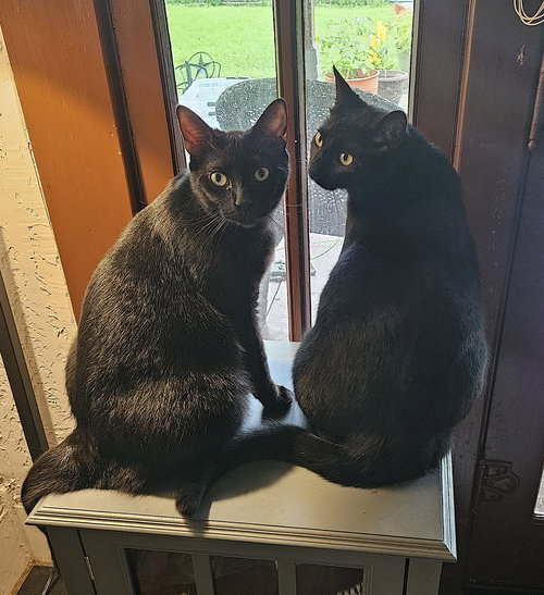 CHARLIE AND PEANUT - Domestic Short Hair available for adoption