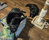 Charlie and Peanut - Photo 3