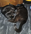 Charlie and Peanut - Photo 4