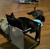Charlie and Peanut - Photo 7