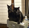 Charlie and Peanut - Photo 8