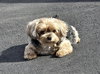 Chloe - Photo 2