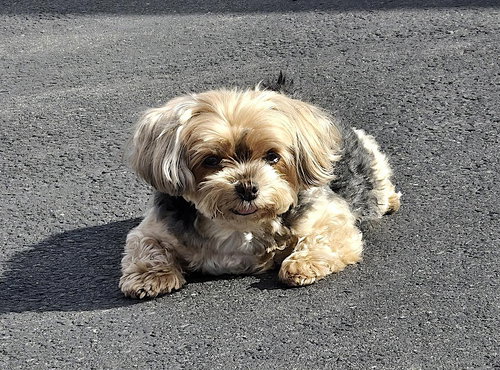 CHLOE - Yorkshire Terrier Yorkie available for adoption