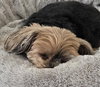 Chloe - Photo 6