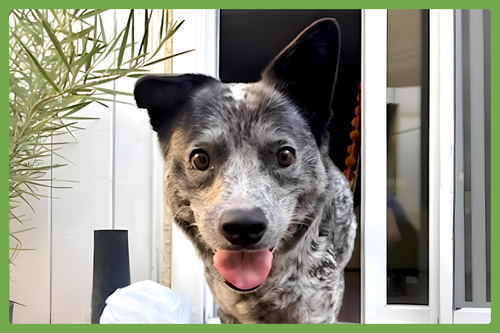 OPAL - Australian Cattle Dog/Blue Heeler available for adoption