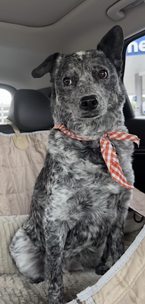 OPAL - Australian Cattle Dog/Blue Heeler available for adoption