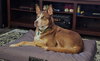 Axel - Photo 2
